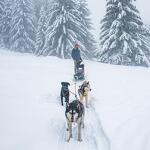 © Driving a dog sled team - OT Flaine-Candice Genard